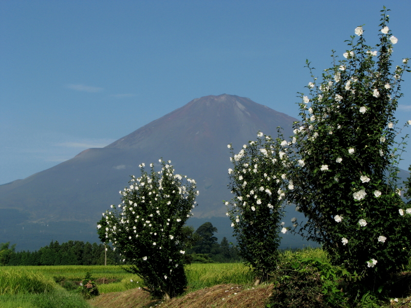 富士山画像記録