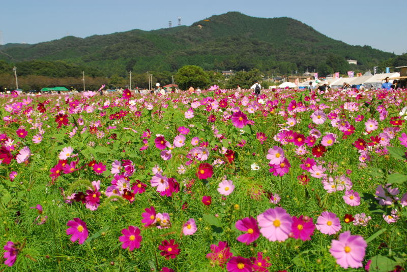 風景一般