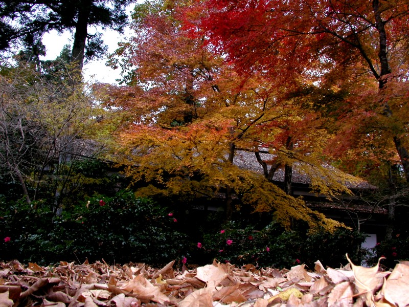 風景一般