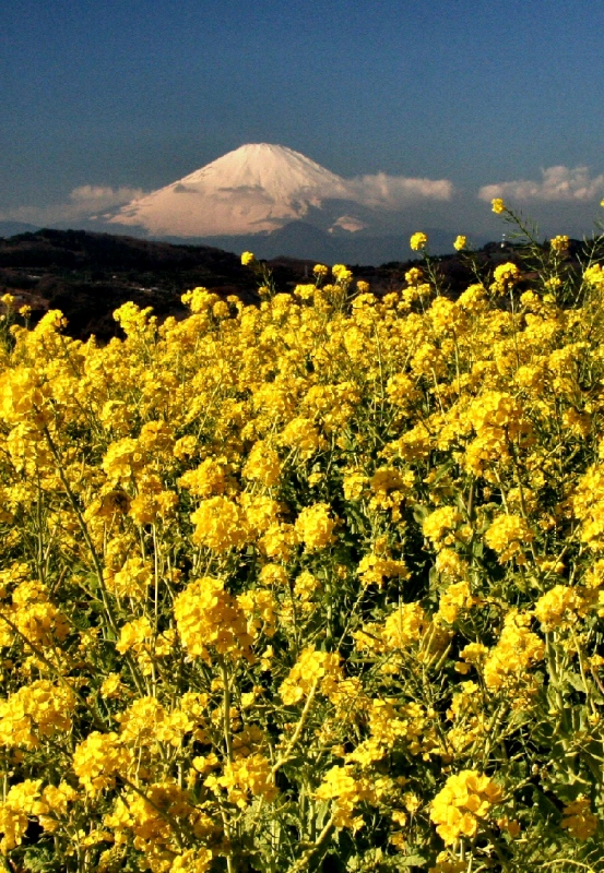 富士山画像作品