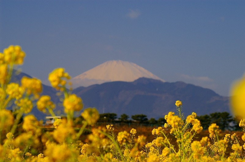 富士山画像記録