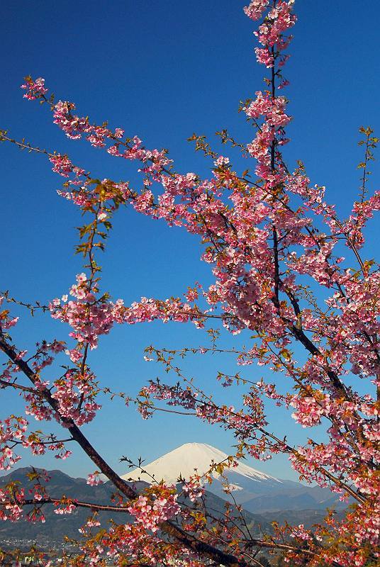 富士山画像記録