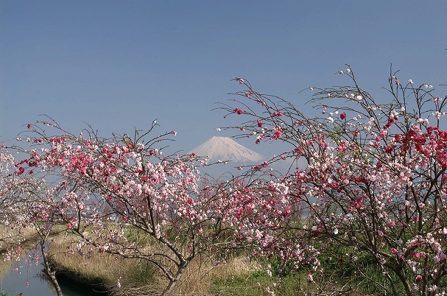 富士山画像作品