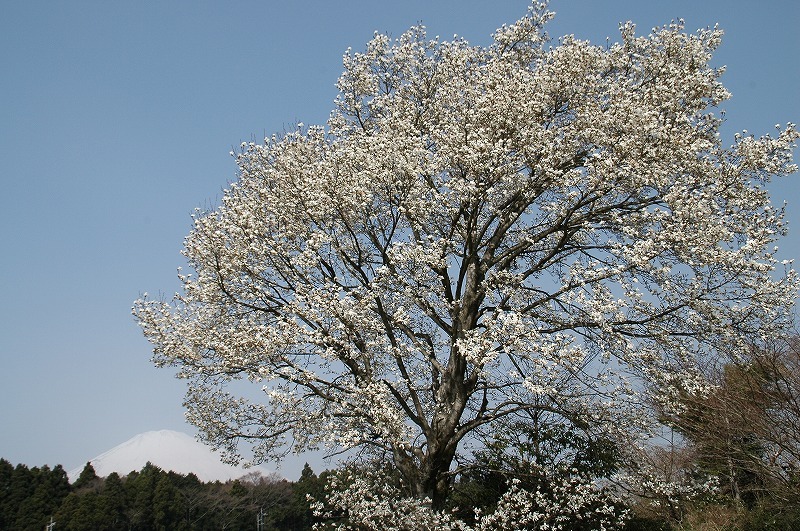 富士山画像作品