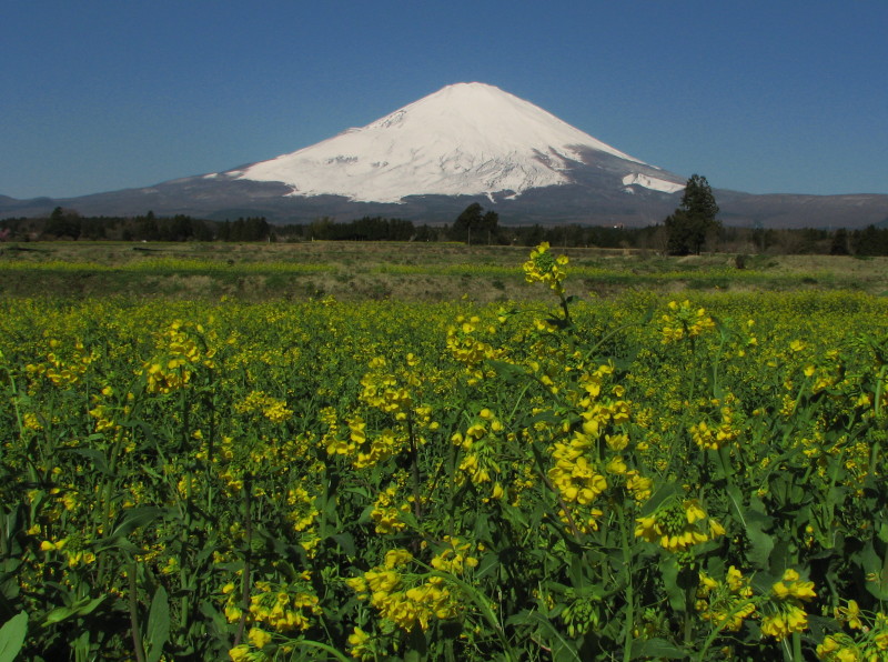 富士山画像記録