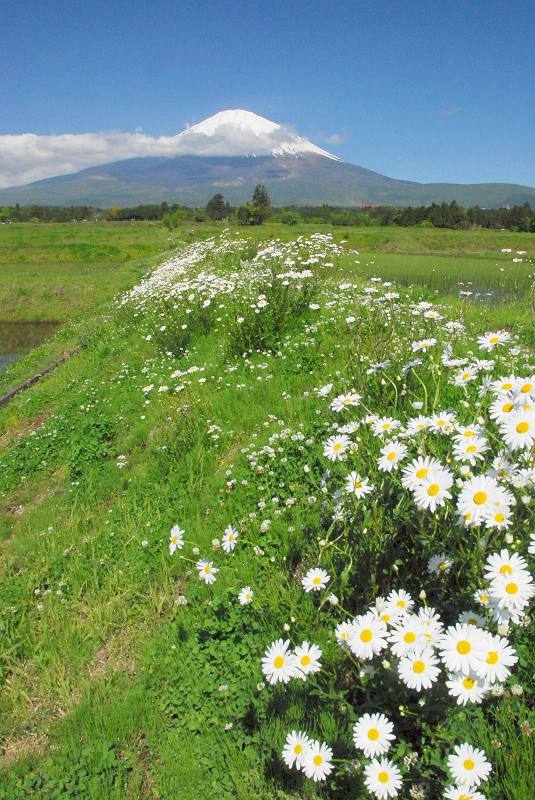 富士山画像作品