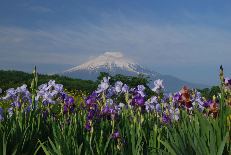 富士山画像作品