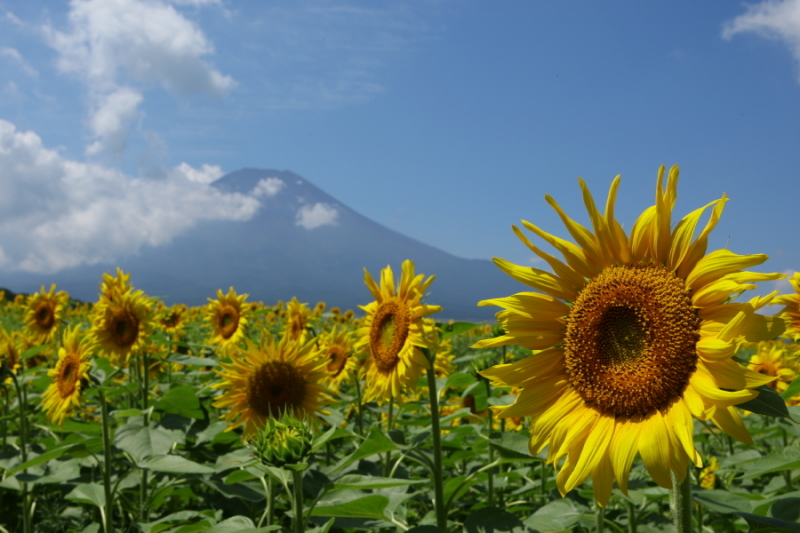 富士山画像作品