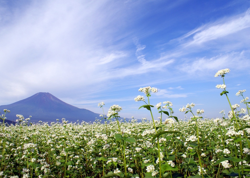 富士山画像作品