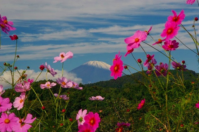 富士山画像作品