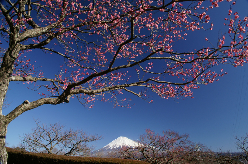 富士山画像記録