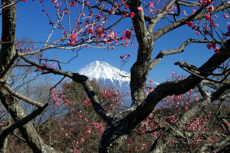 富士山画像記録