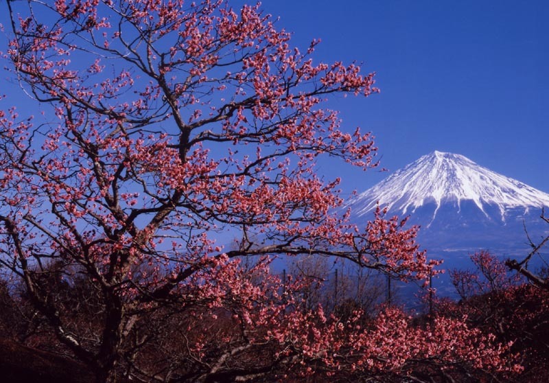 富士山画像作品