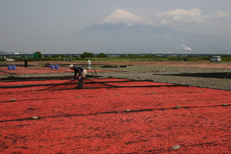 富士山画像記録