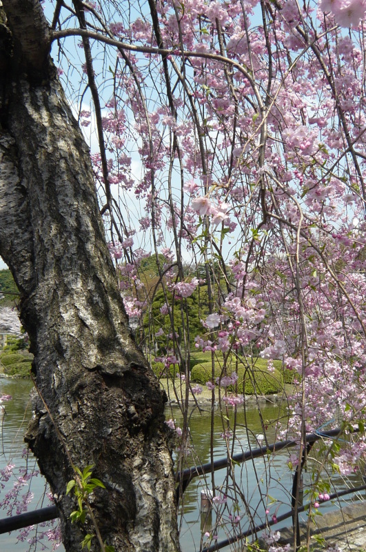 風景一般