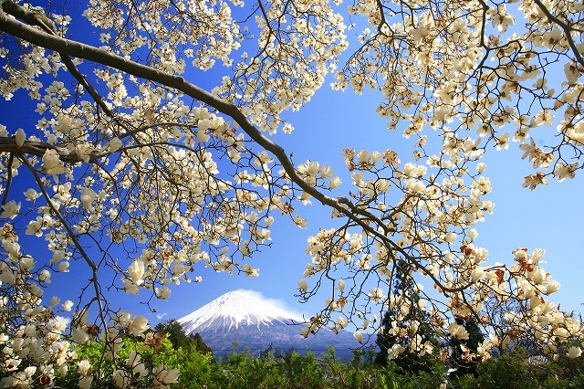 富士山画像作品