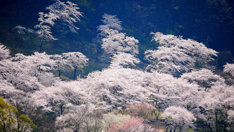 風景一般