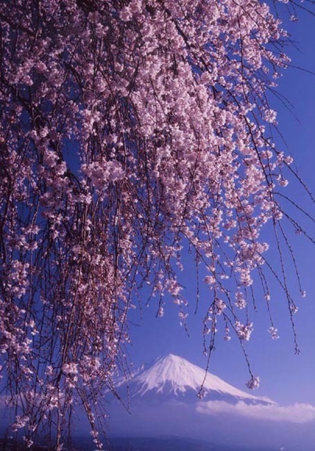 富士山画像作品