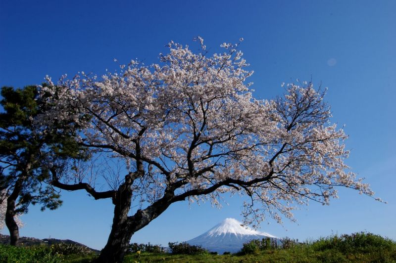 富士山画像作品