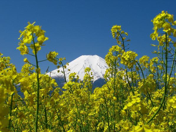 富士山画像作品