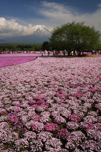 富士山画像作品