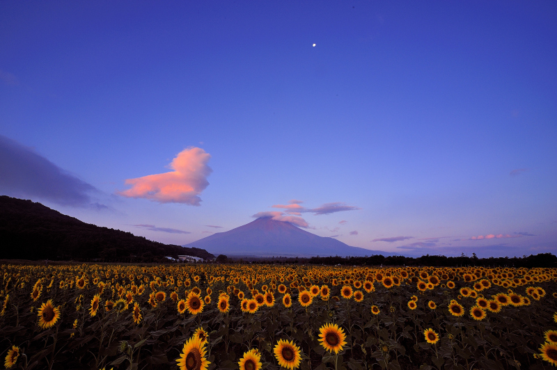 富士山画像作品