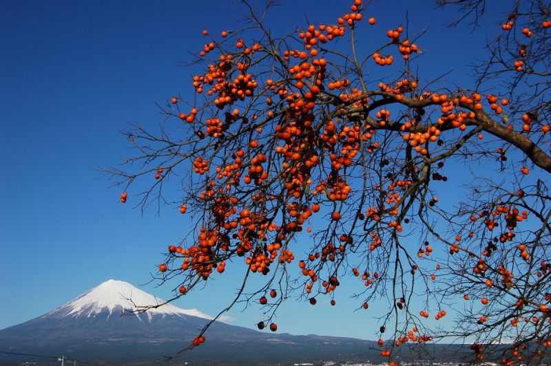 富士山画像作品