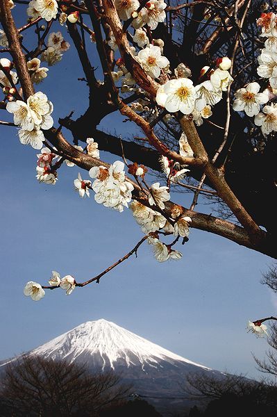 富士山画像記録