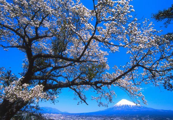 富士山画像記録