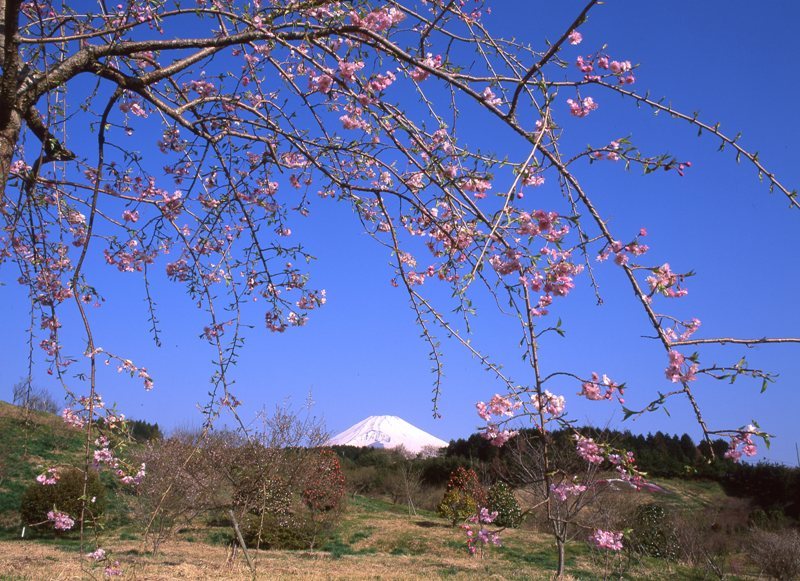 富士山画像作品