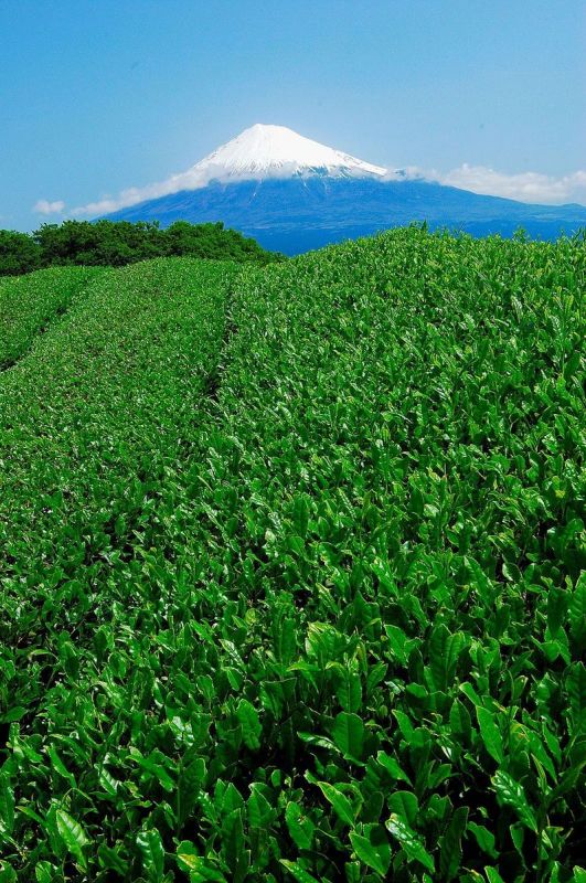 富士山画像記録