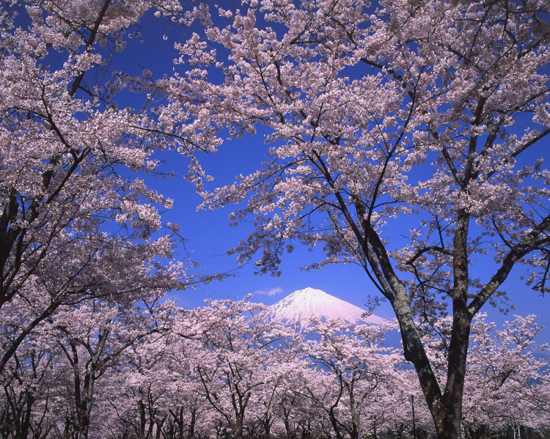 富士山画像作品