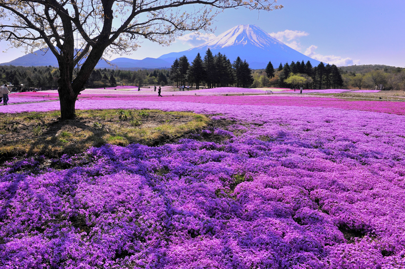 富士山画像作品