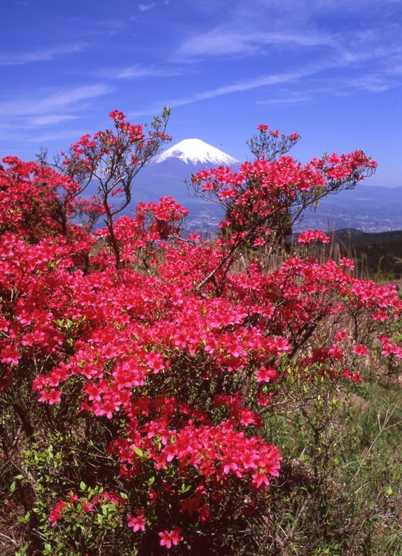 富士山画像作品