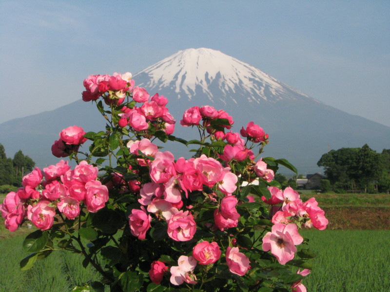 富士山画像作品