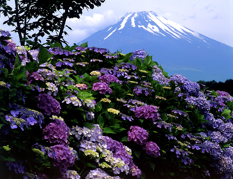 富士山画像作品