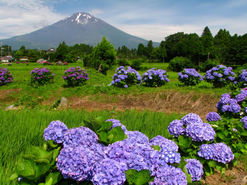 富士山画像作品