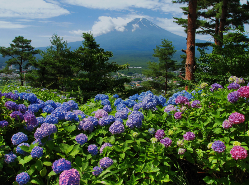 富士山画像作品