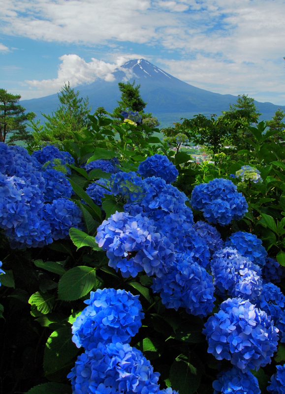 富士山画像作品