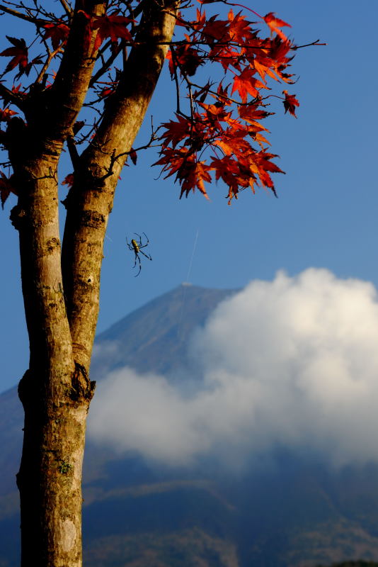 富士山画像作品