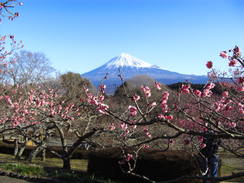 富士山画像記録