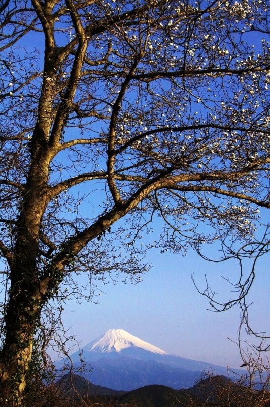 富士山画像作品