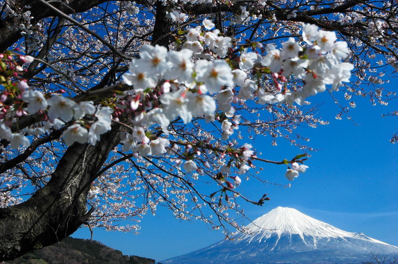 富士山画像記録