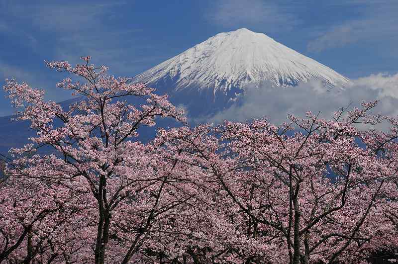 富士山画像作品