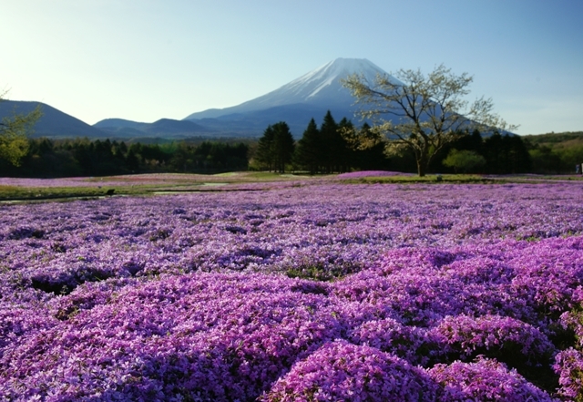 富士山画像作品