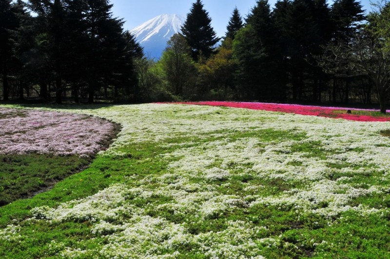 富士山画像作品