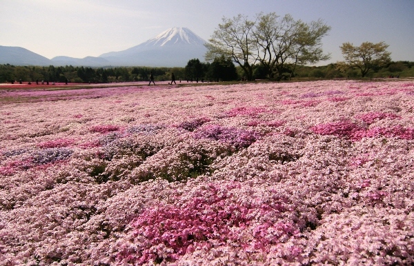 富士山画像作品