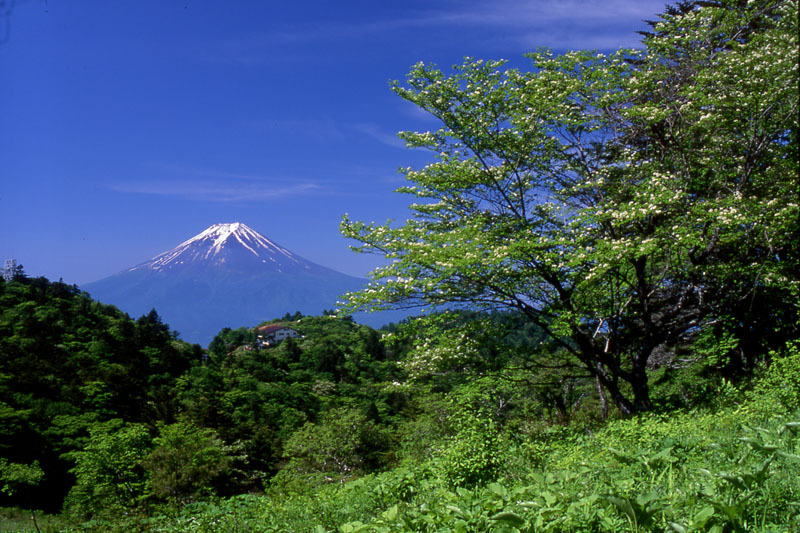 富士山画像作品