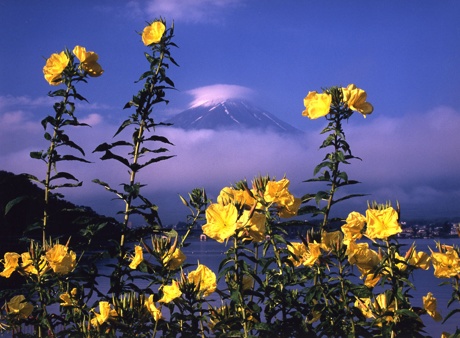 富士山画像作品