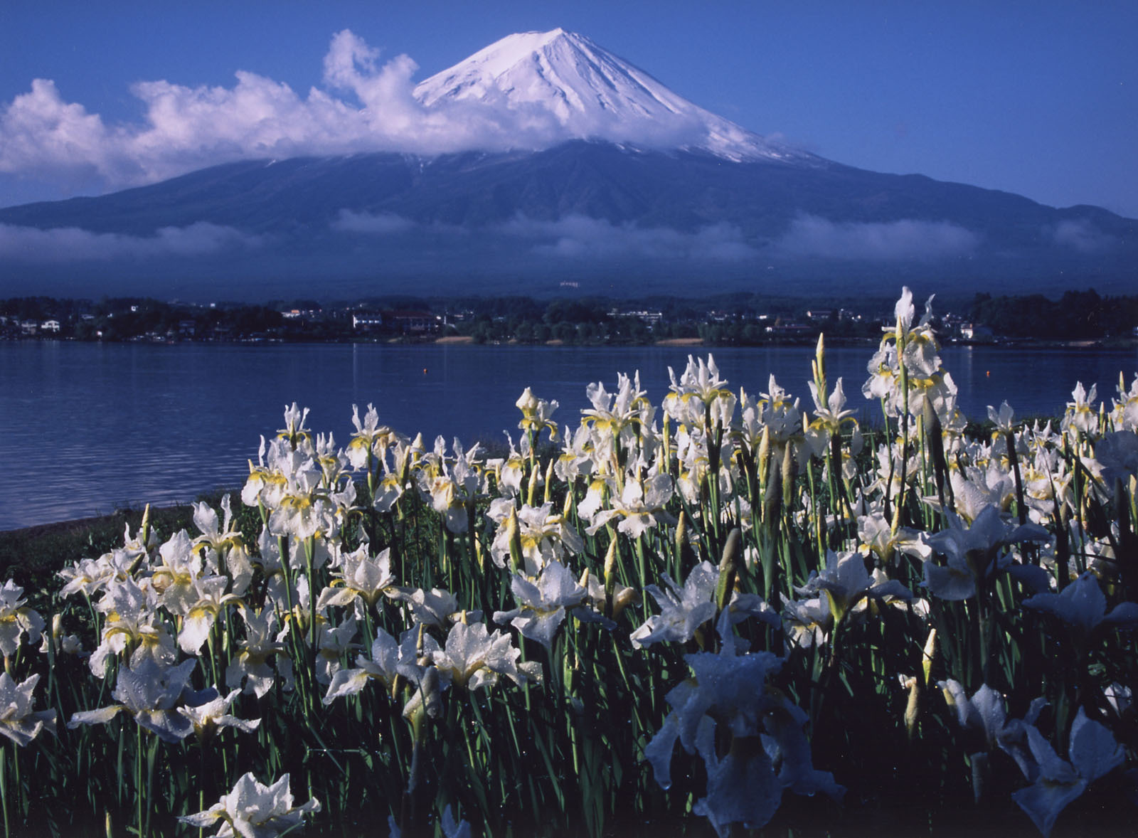 富士山画像作品